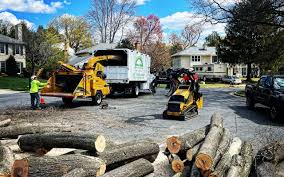 Best Fruit Tree Pruning  in Paulden, AZ